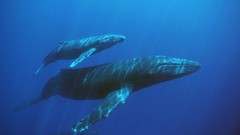 Animals Whales underwater sealife