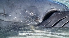 Animals Whales whale animal