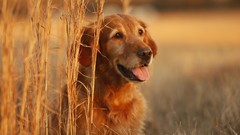 Animals wheat Dogs fields golden retriever