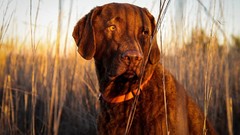 Animals wheat Dogs pets