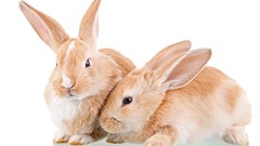 Animals white background Bunnies