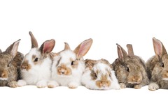 Animals white background Bunnies