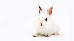 Animals white background Bunnies