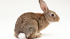 Animals white background Bunnies rabbids