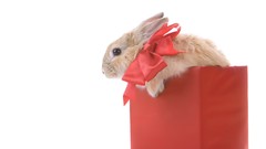 Animals white background Gifts Ribbons Bunnies