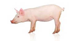 Animals white background pigs