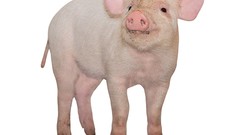 Animals white background pigs piglets