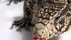 Animals white background Reptiles lizards