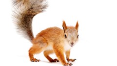 Animals white background squirrels red squirrel