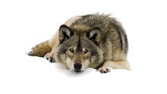 Animals white background Wolves Mammals