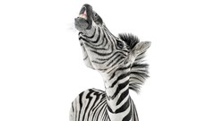 Animals white background zebras