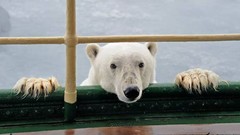 Animals white Bears Polar Bears