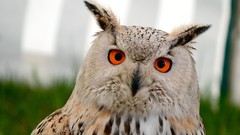 Animals white Birds Owls stare