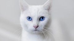 Animals white cats basil blue eyes
