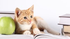 Animals white cats Books