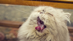 Animals white cats closed eyes yawns point of view