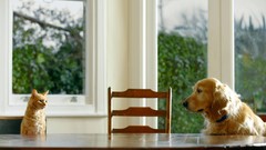 Animals white cats Dogs