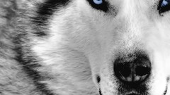 Animals white close-up Wolves faces mystic