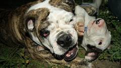 Animals white Dogs bulldog bull terrier