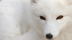 Animals white foxes