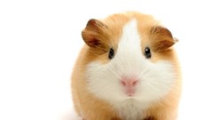 Animals white guinea pigs