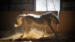 Animals white Horses