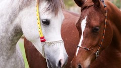 Animals white Horses