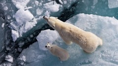 Animals white ice Polar Bears baby animals