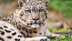 Animals white Leopards