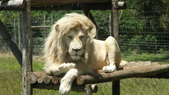 Animals white lions