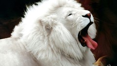 Animals white lions