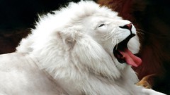 Animals white Lions yawns