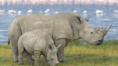 Animals white pair rhinoceros Kenya baby animals