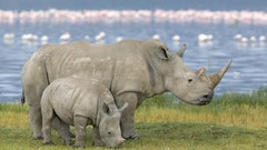 Animals white pair rhinoceros Kenya baby animals