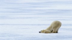 Animals white Polar Bears
