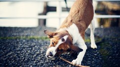 Animals white Puppies Dogs brown