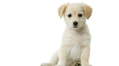 Animals white Puppies Dogs white background