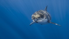 Animals white shark great white shark)