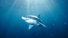 Animals white shark Sharks national geographic great white 