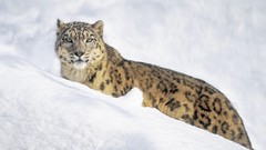 Animals white snow leopards