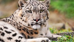 Animals white snow leopards