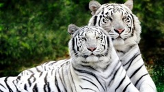 Animals white tiger