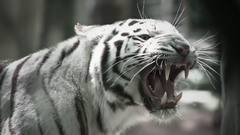 Animals white tiger