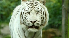 Animals white tiger