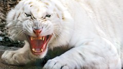 Animals white tiger angry