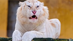 Animals white tiger lying down