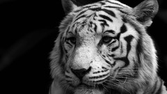 Animals white tiger monochrome