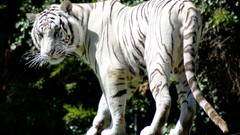 Animals white tiger rare Mammals