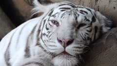 Animals white tiger Tigers