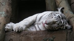 Animals white tiger Tigers